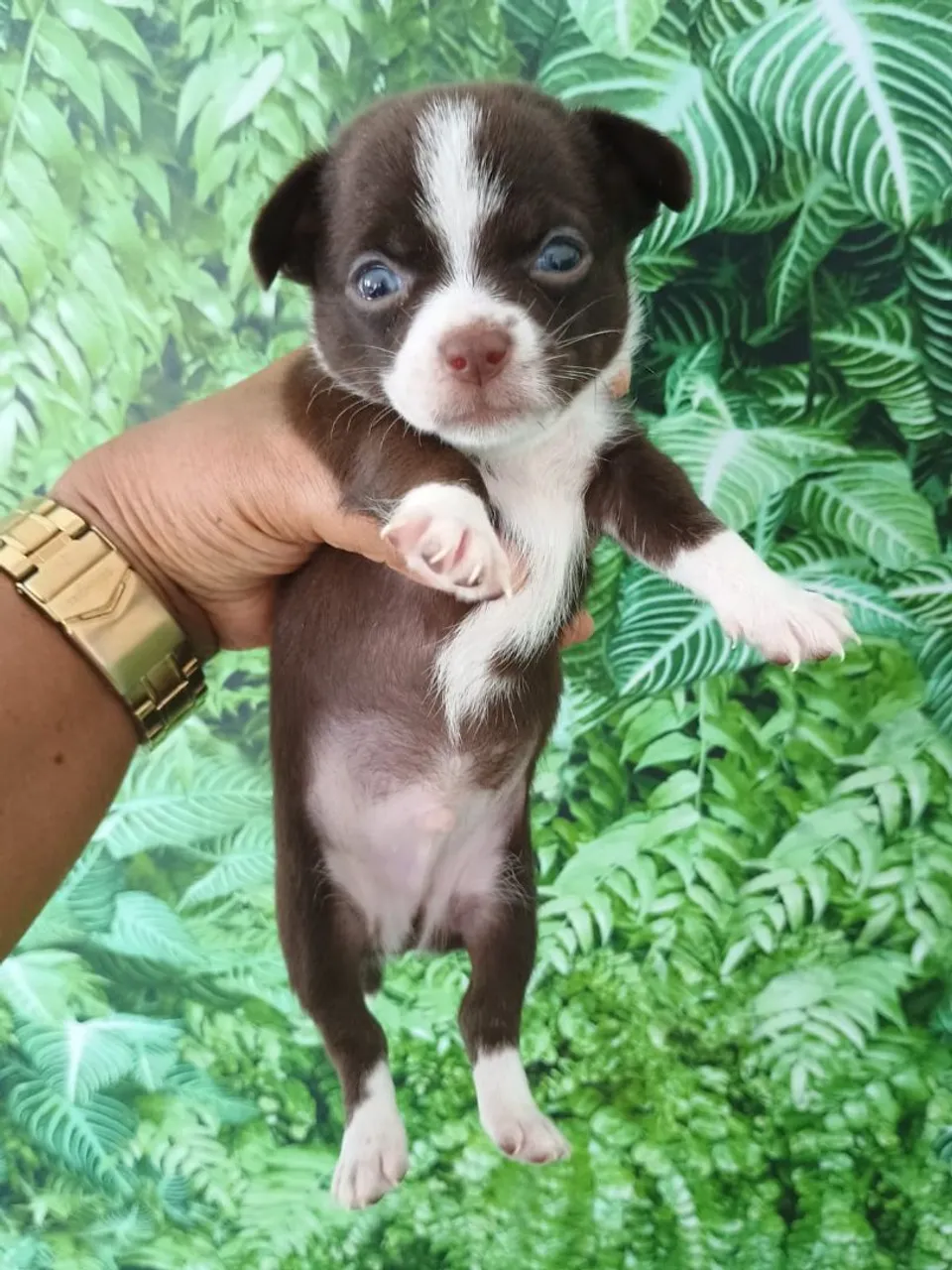 Filhote de Chihuahua