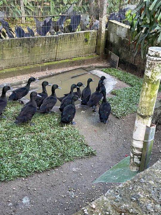 Vendo marrecos caiugua  - Foto 2