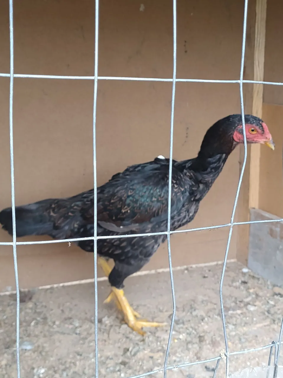 Galo de raça