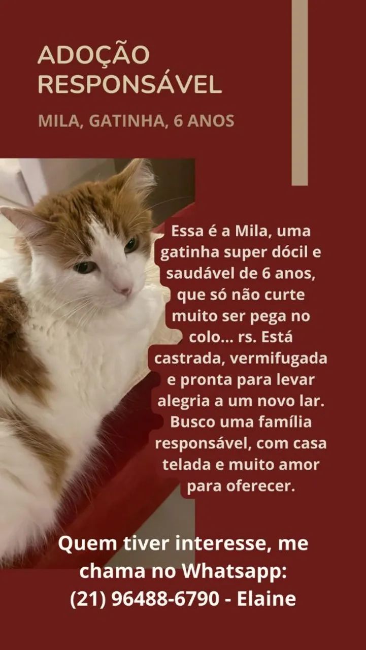 Gata dócil para adoção responsável