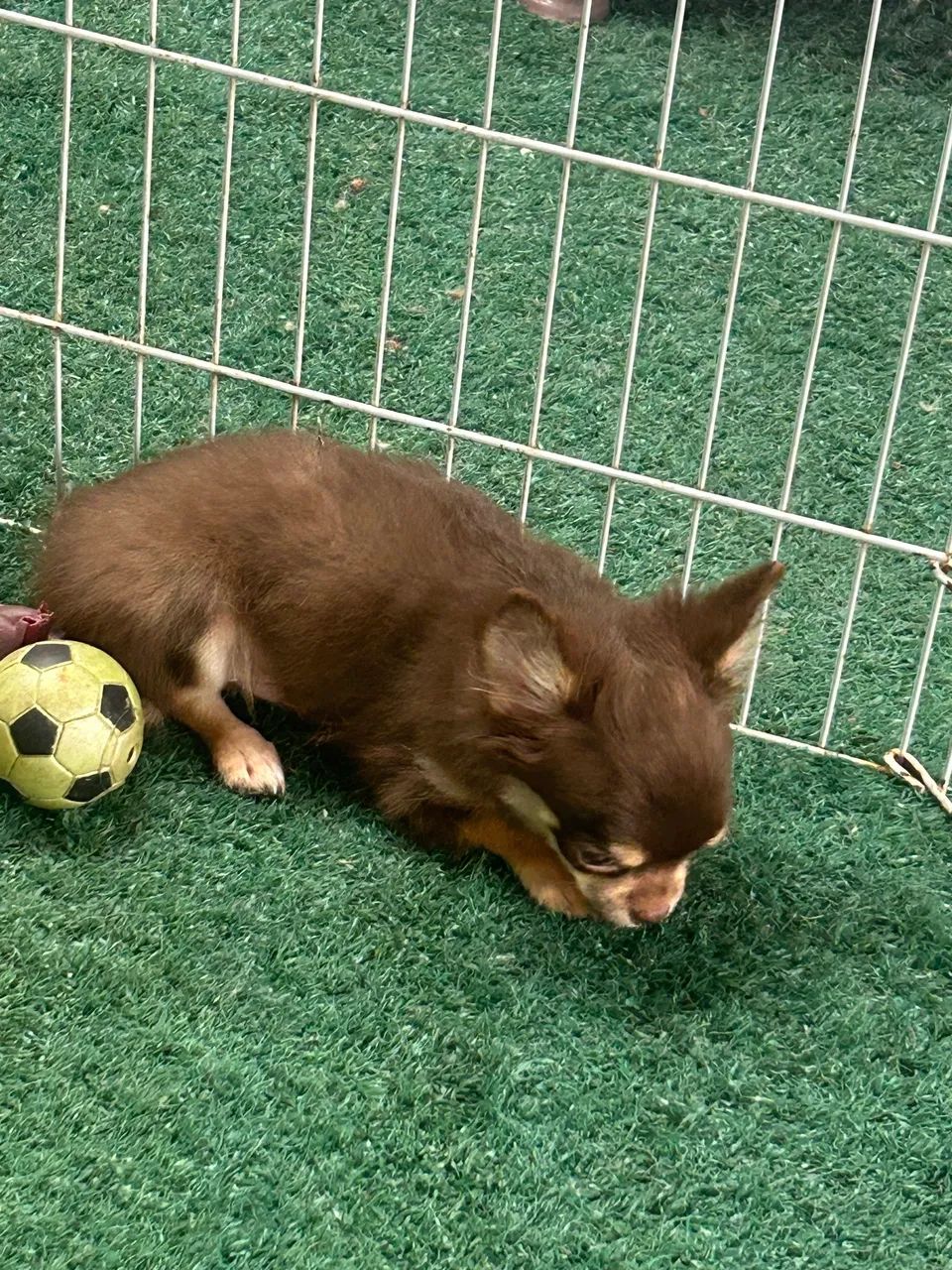 Chihuahua entrega imediata  - Foto 2