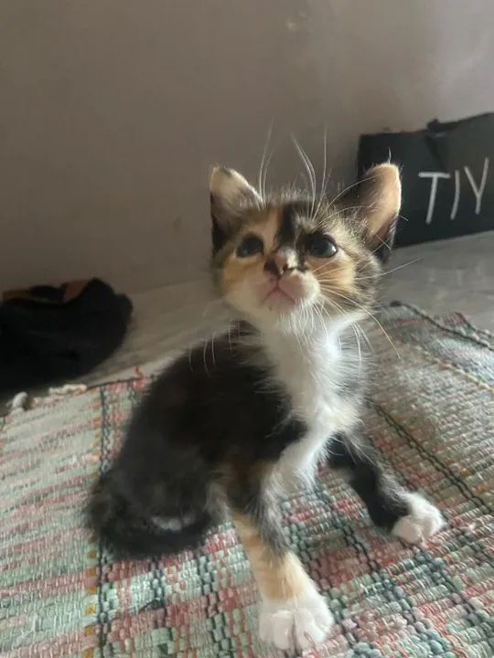 Gatinhas Fofas para Adoção