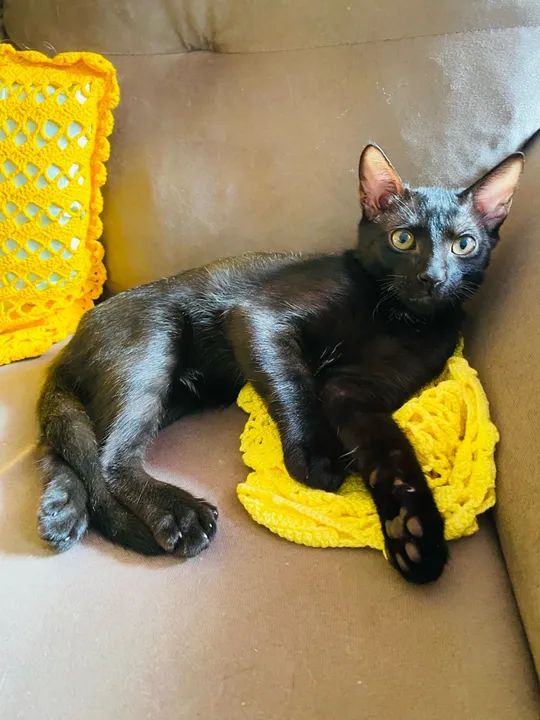 Gatinho Preto Adorável para Adoção - Foto 3