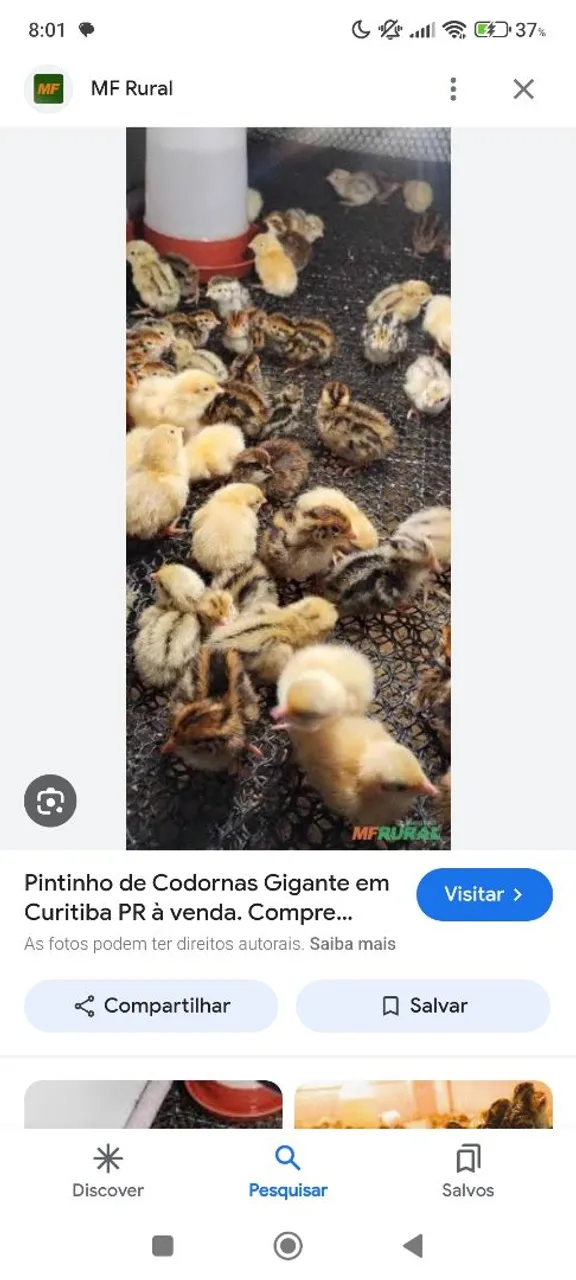 Pintinhos de Codornas Gigantes à venda