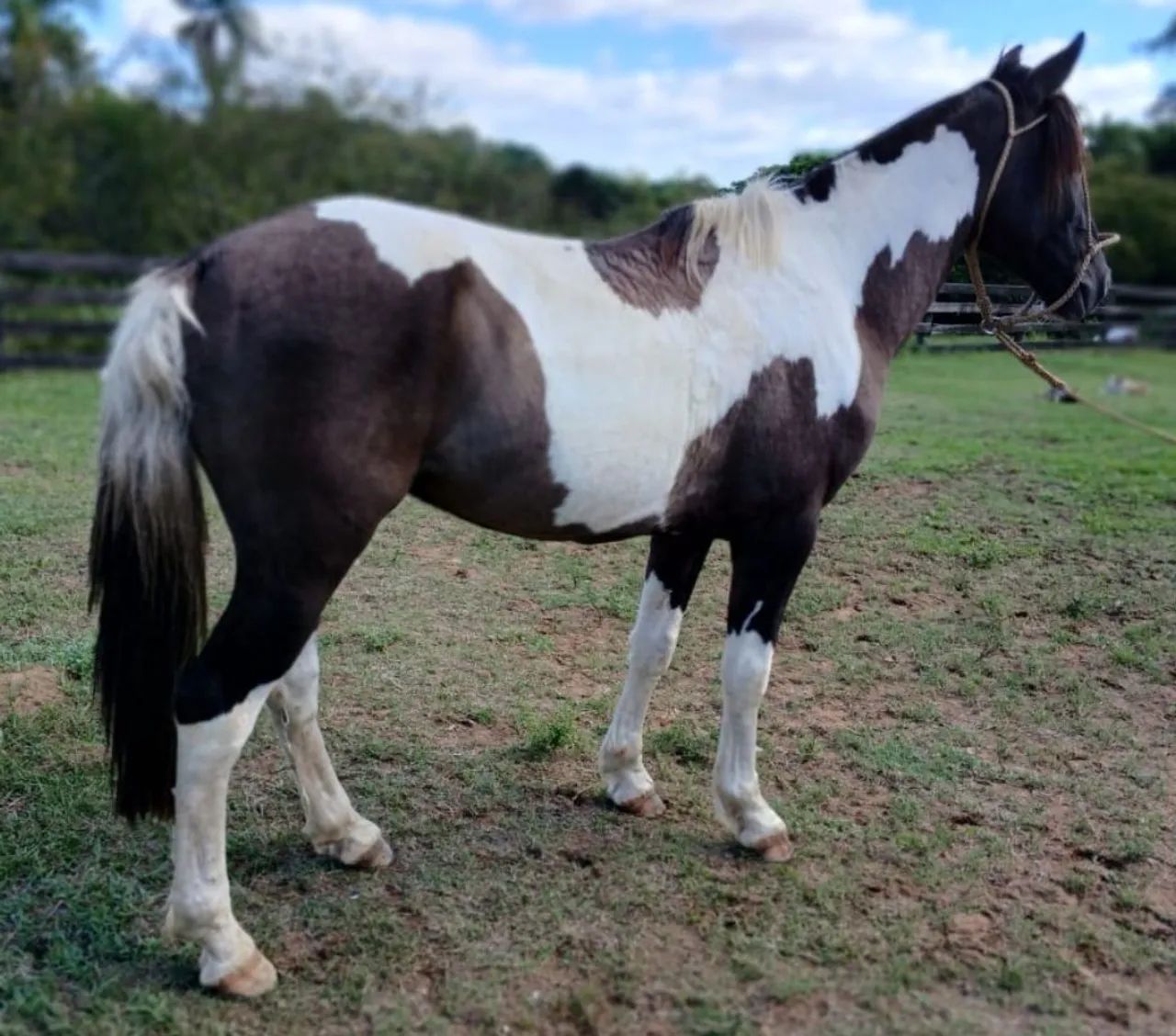 Castrado de patrao grande e forte e bem manso 