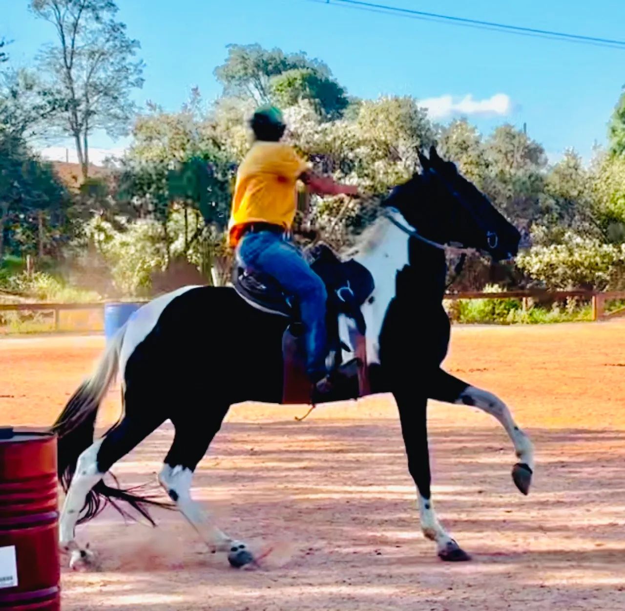 Cavalo Mangalarga / Campolina - aceito propostas - Foto 4