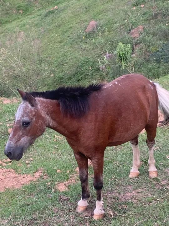 Potro Miniatura -  - Foto 2