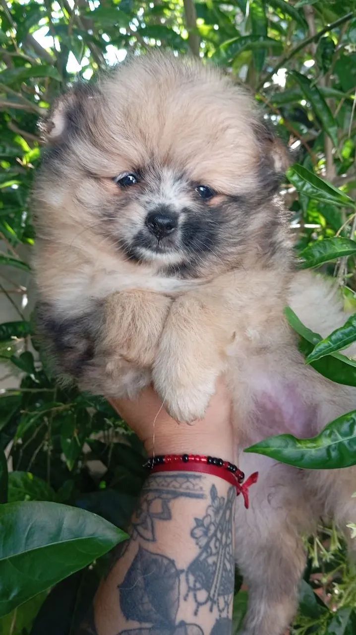 Spitz alemão 