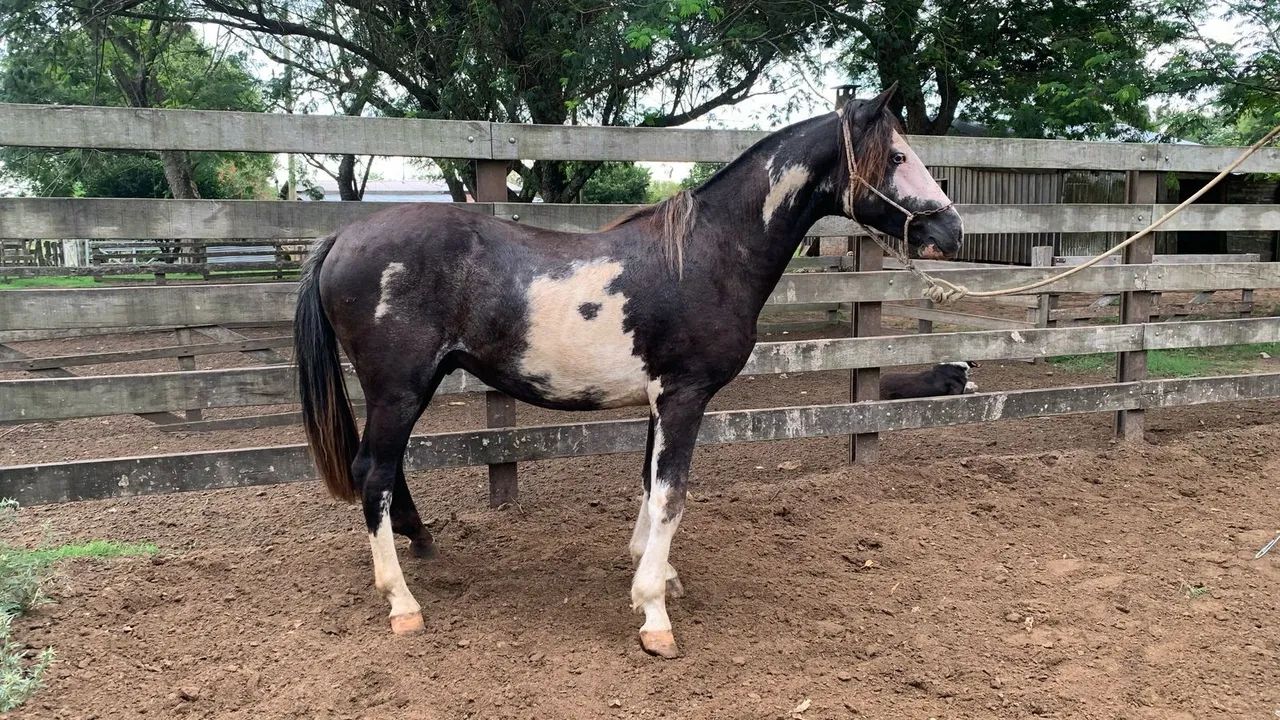 Potros crioulos-varios pelos- oveiro negro - Foto 3