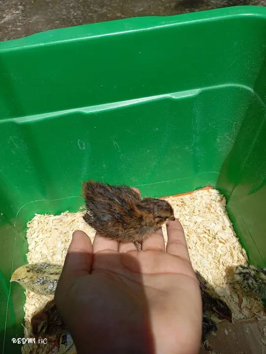 Codorninhas com 1 semana - Foto 3