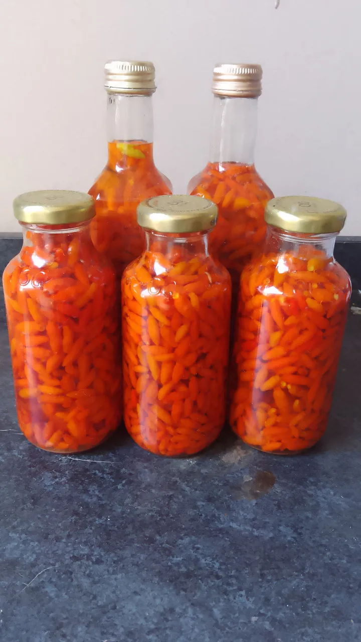 Pimenta malagueta em conserva