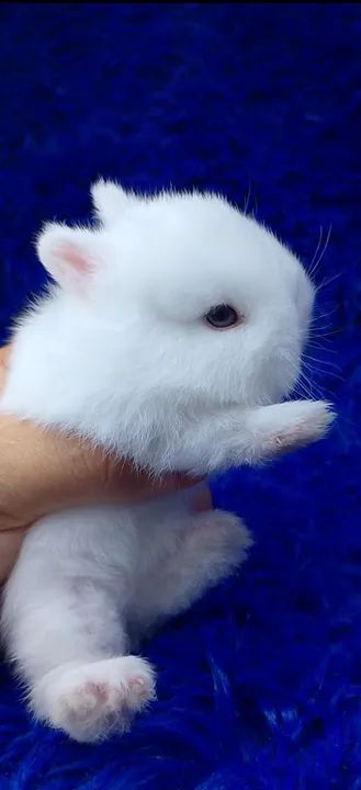  Coelho Anão Netherland (ZAP na descrição)