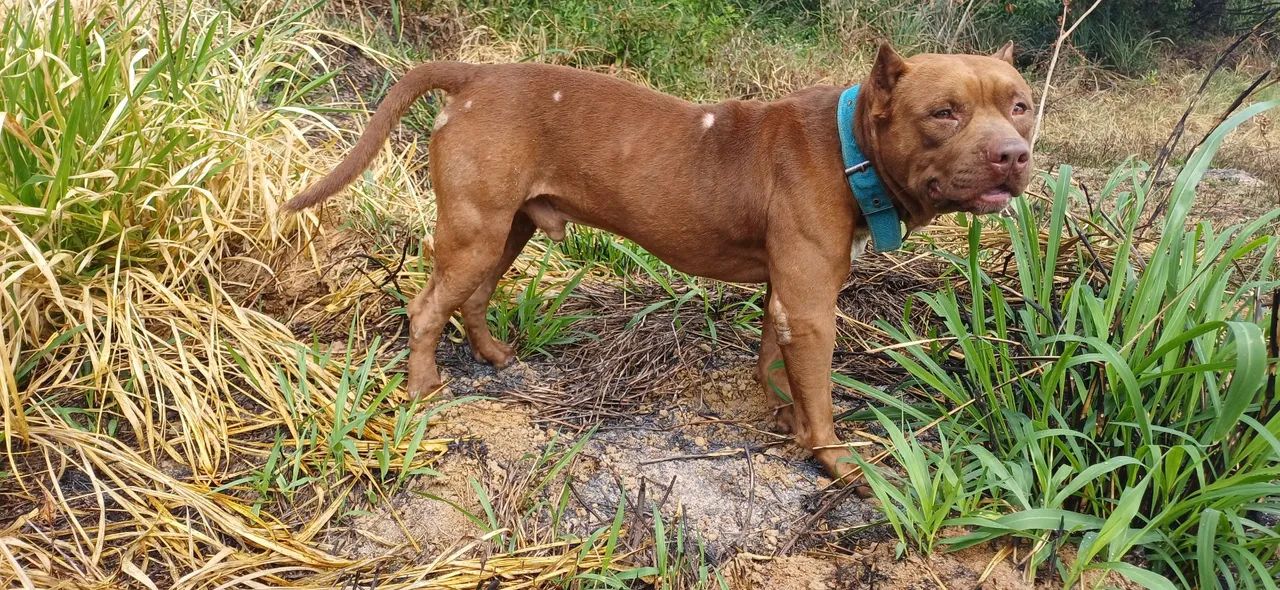 Doação de Pit bull, menos de 1 ano de vida!!!!! - Foto 2