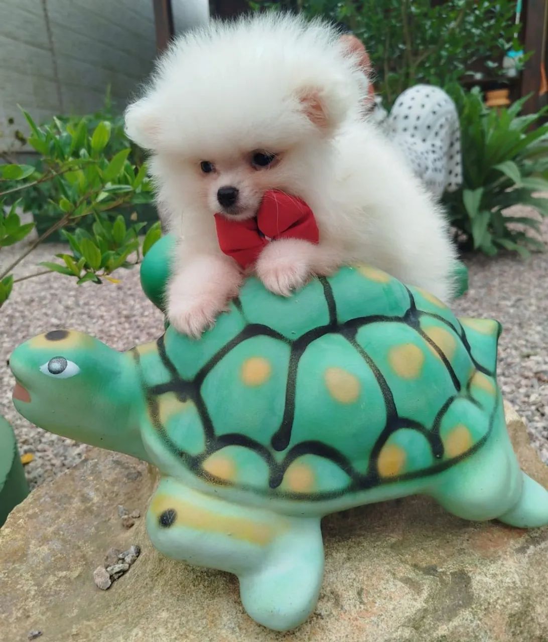 Spitz alemão vacinado e documentado  - Foto 5