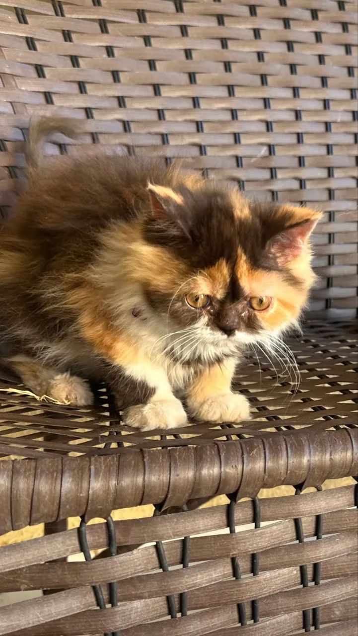 Venda de Gatos Persas