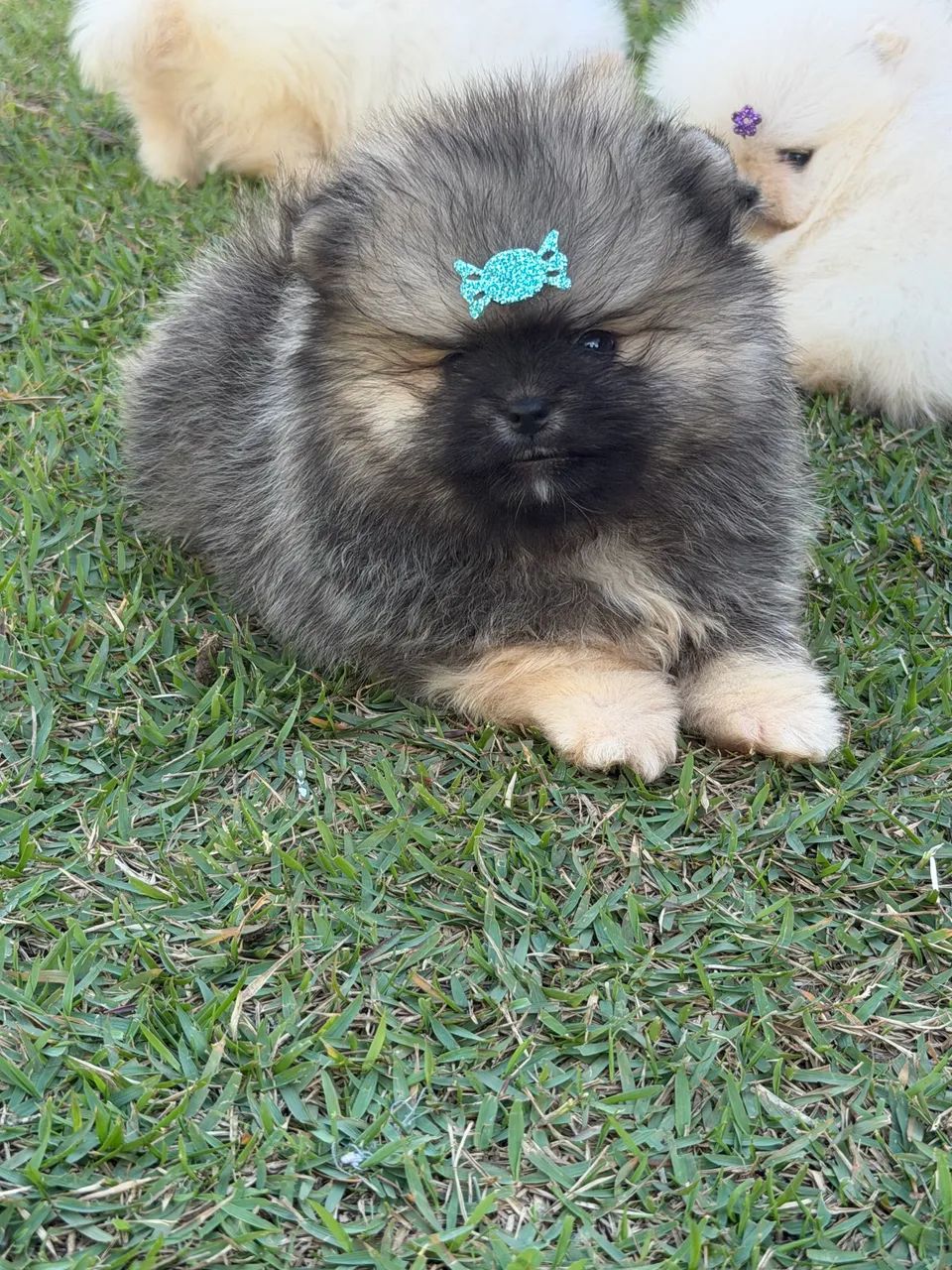 Spitz alemão - Foto 2