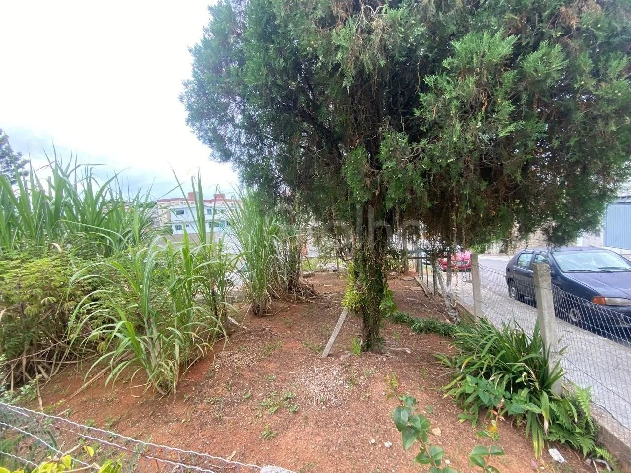 Terreno de 428,40m2 no bairro Jardim Atlântico - Foto 3