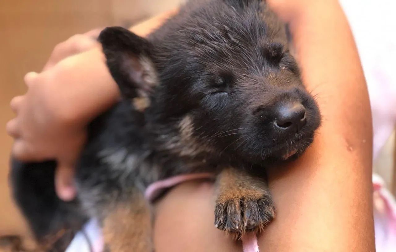 Pastor alemão capa preta 36 dias  - Foto 4