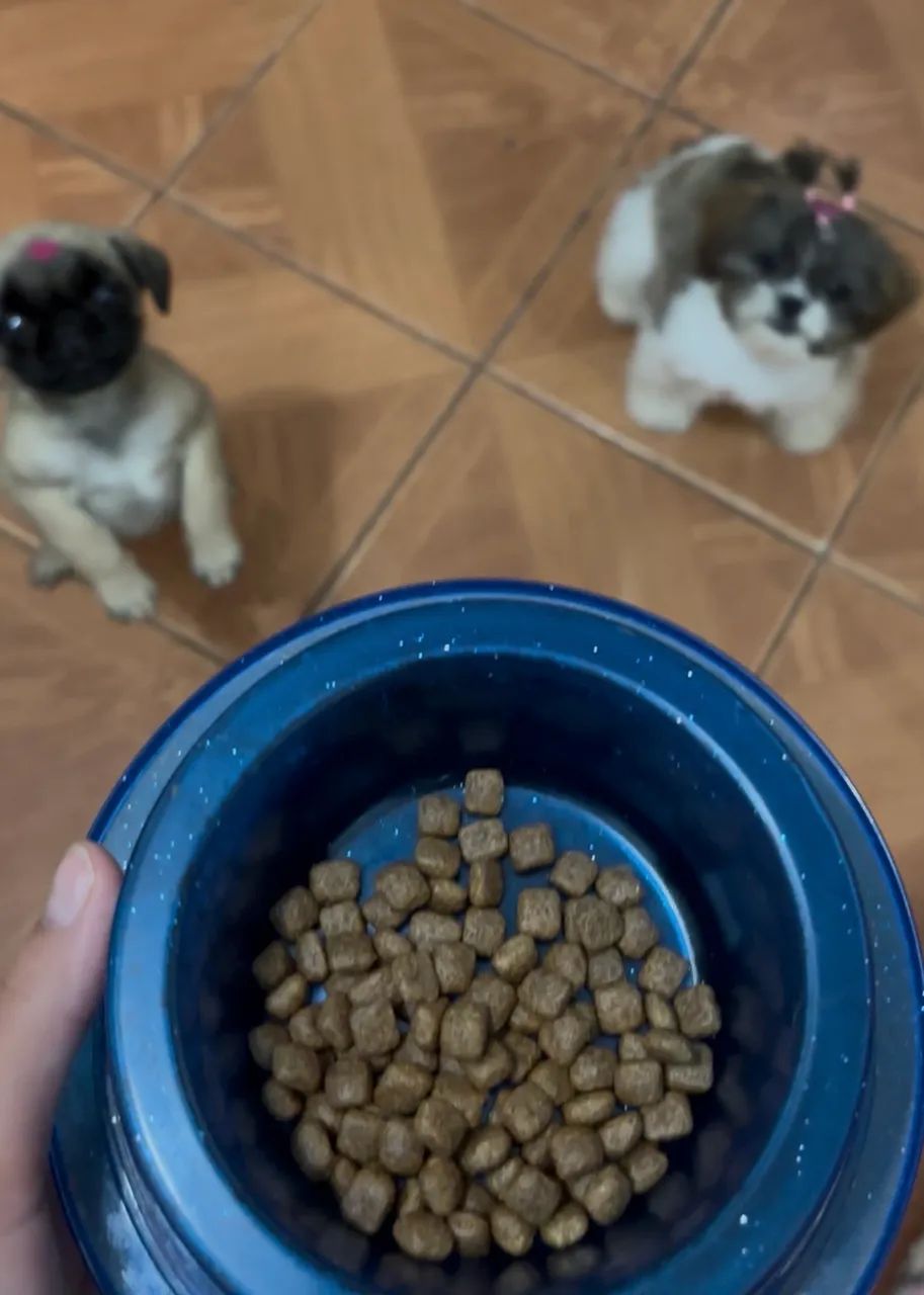 Shihtzu mini - Foto 4