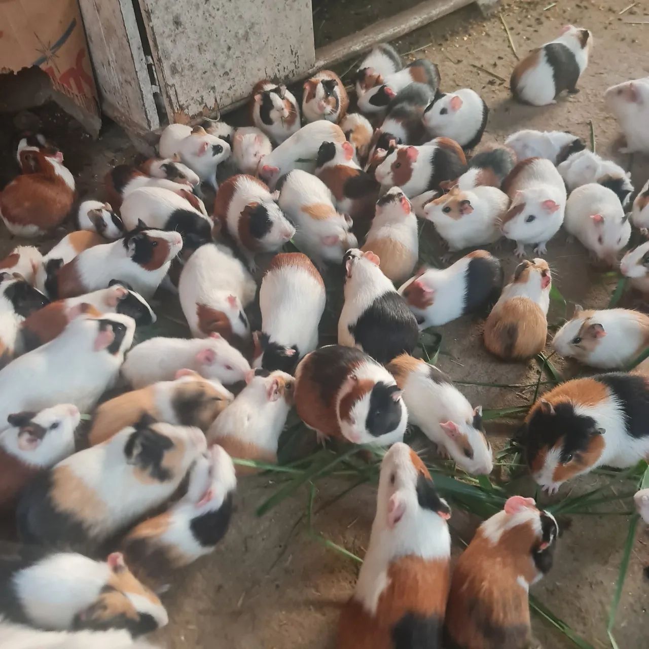 Porquinho da Índia  - Foto 2
