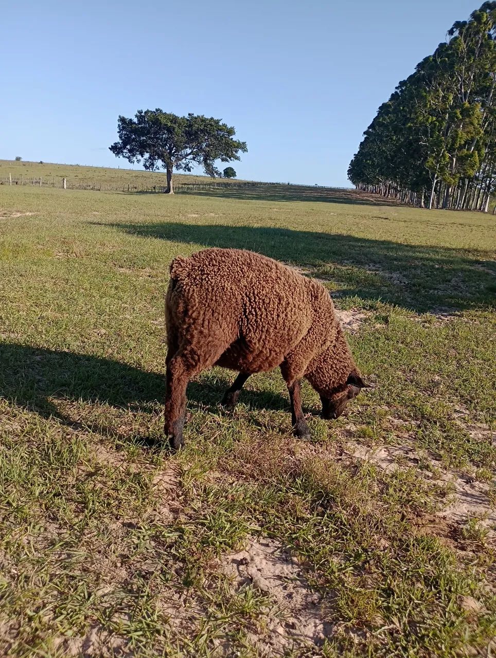 Vendo ovelhas  - Foto 4