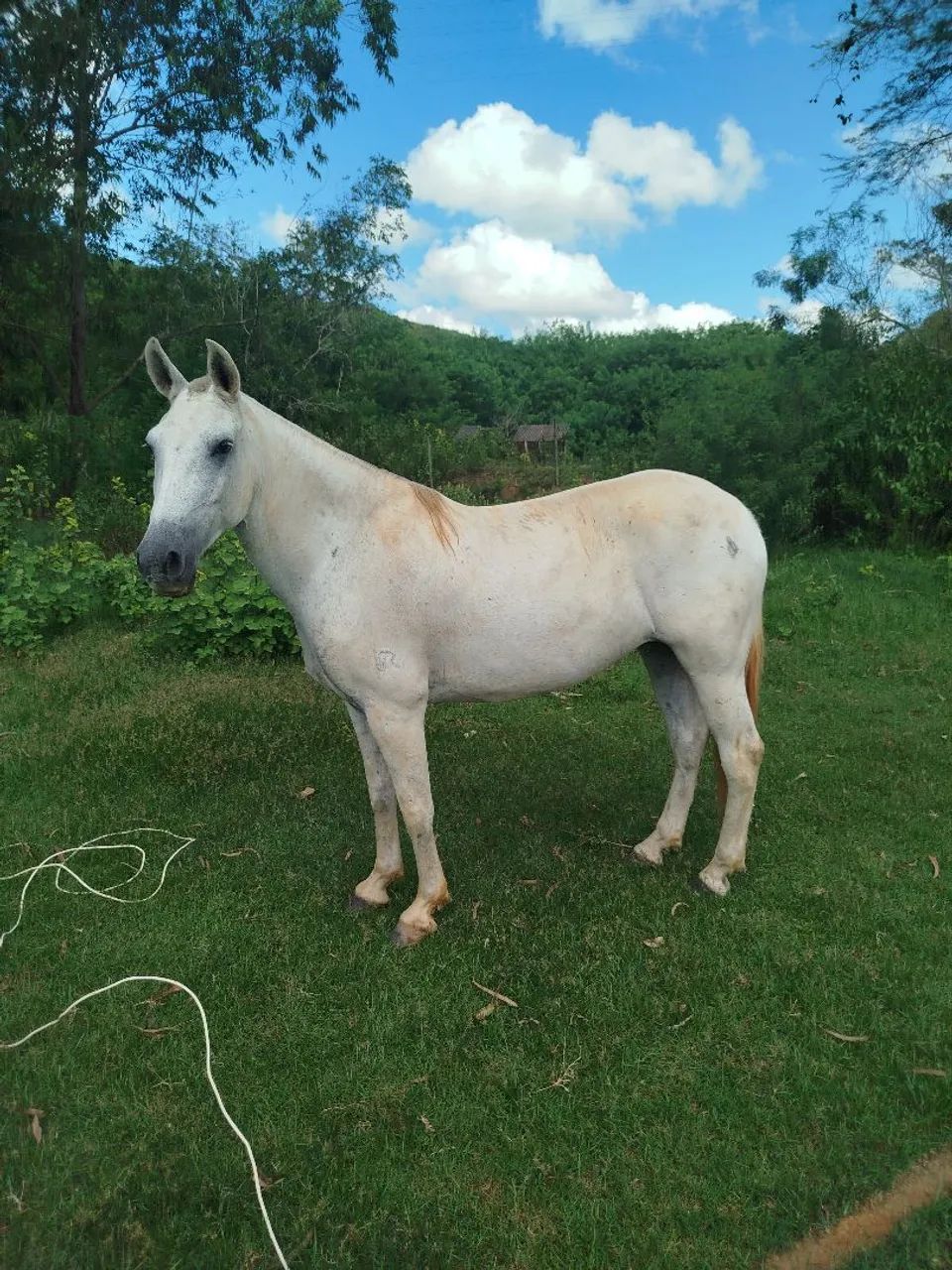 Vendo Égua mangalarga  - Foto 4