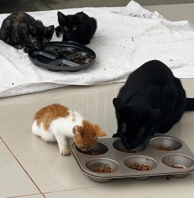 Doação: Gatos Filhotes Lindos - Foto 4