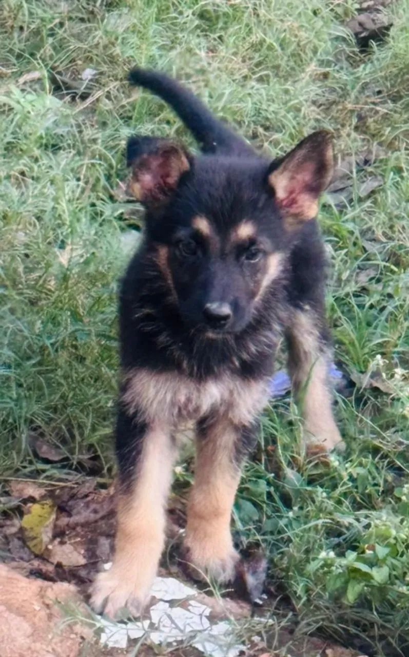 Cachorro Pastor alemão