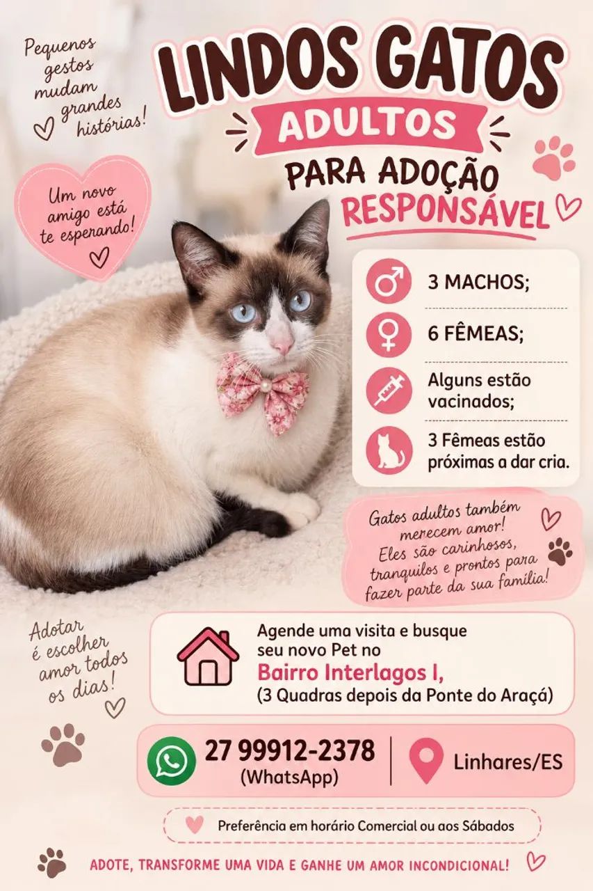 DOAÇÃO GATINHAS E GATINHOS - Foto 3