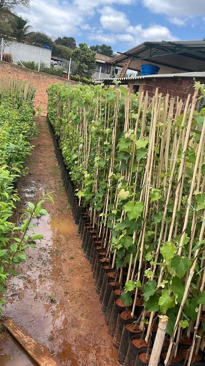 Frutas Frutiferas  - Foto 4