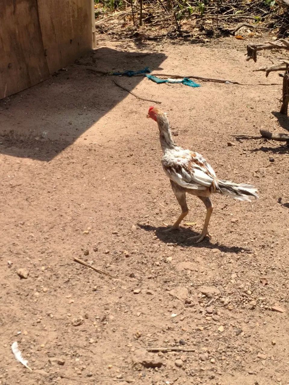 Frango galo  - Foto 2