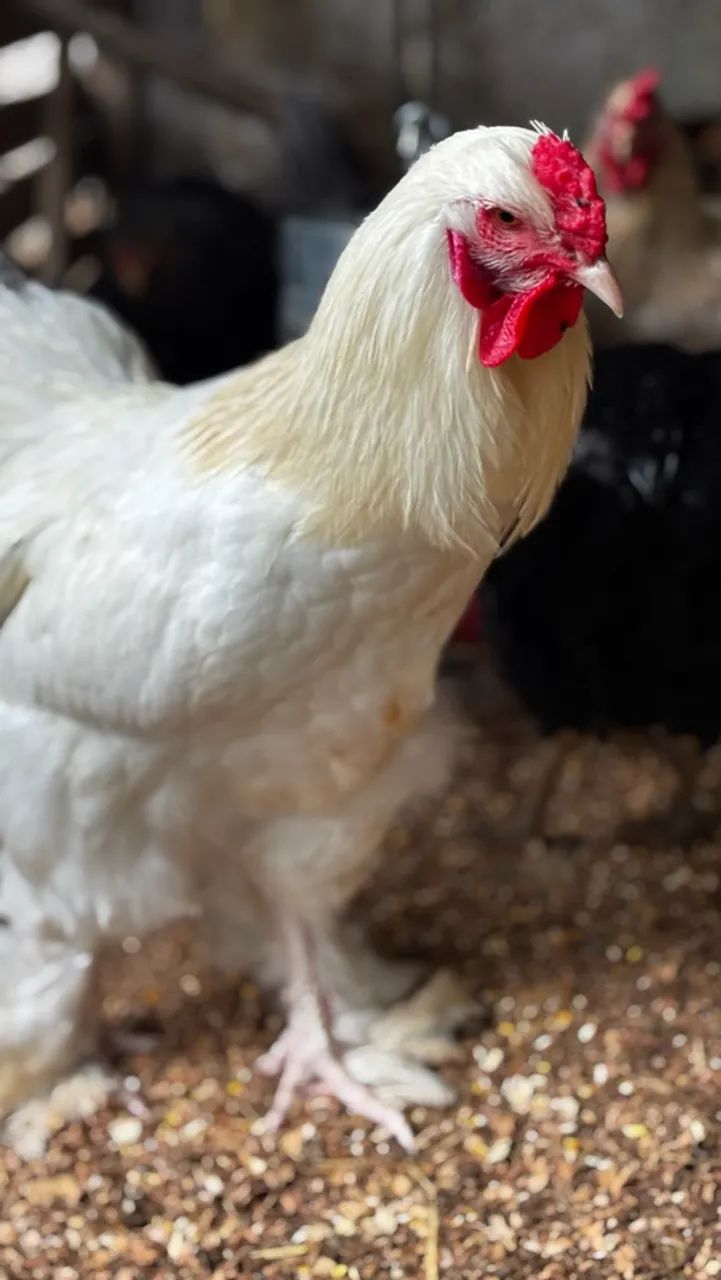Galo Brahma 