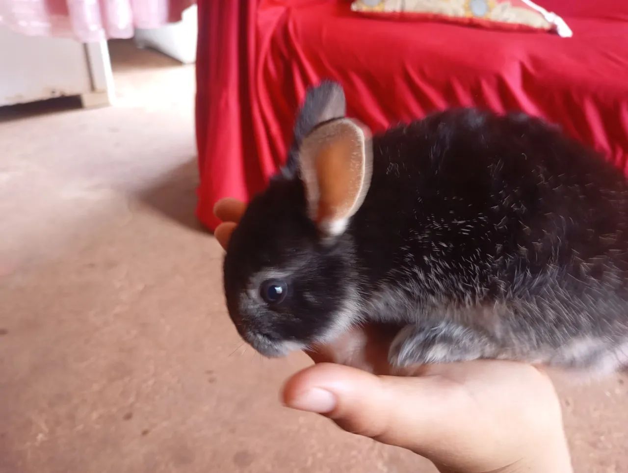 Coelhos fofinho