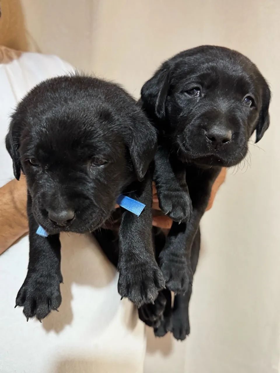 Labrador  - Foto 3