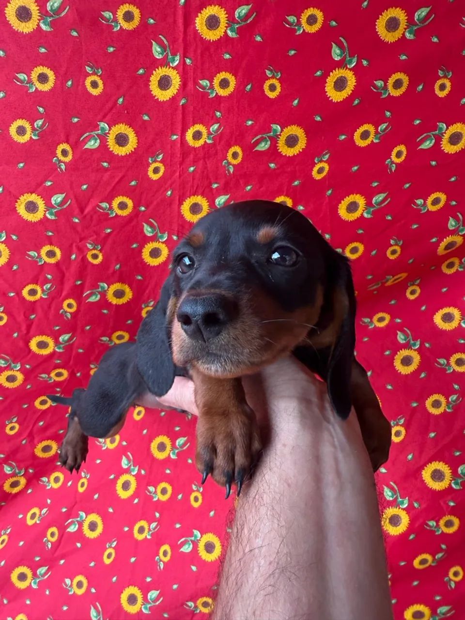 Dachshund / teckel - Foto 5