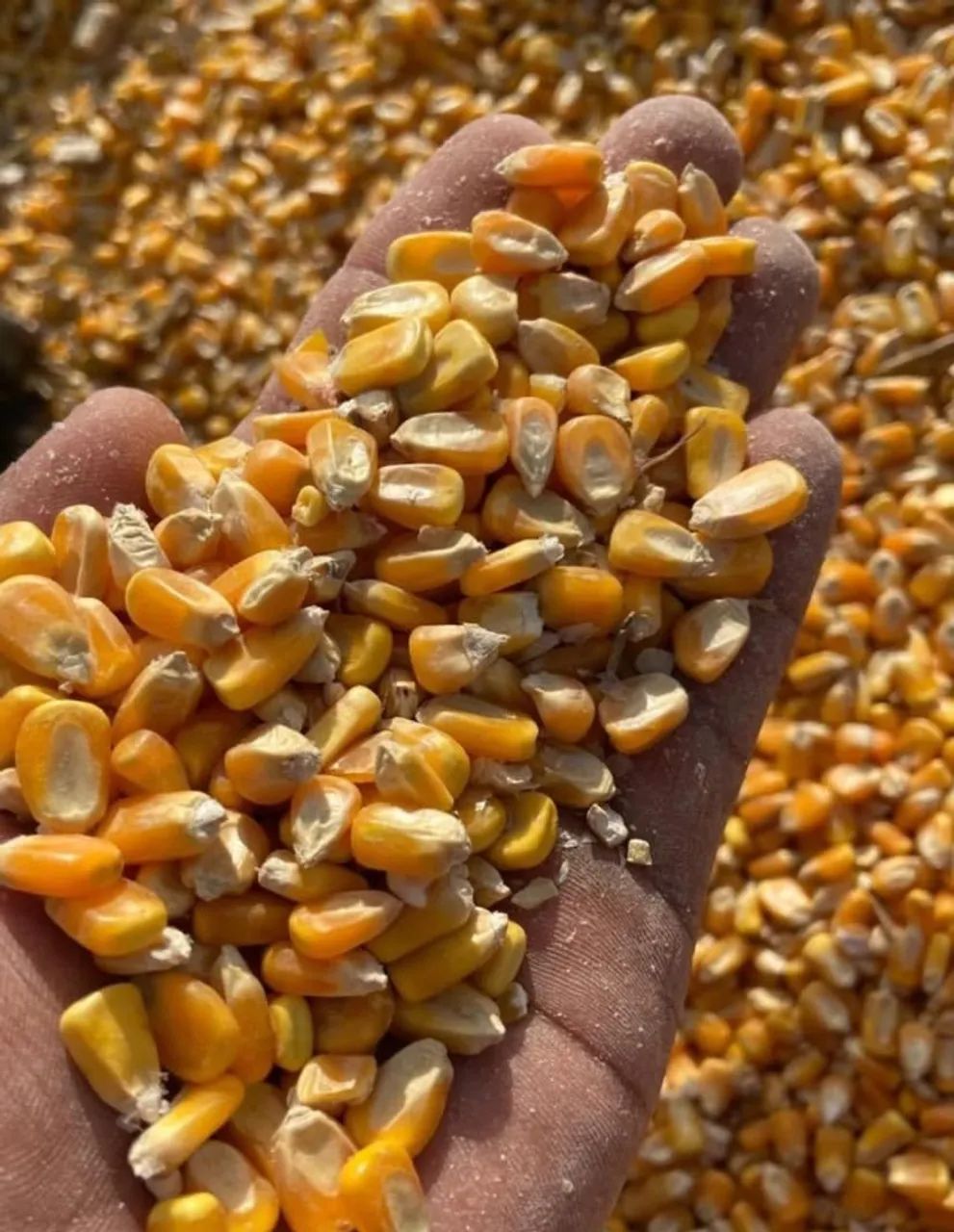 Milho Padrão 1,Quirela de Milho moído, Farelo de Soja Direto da Fazenda