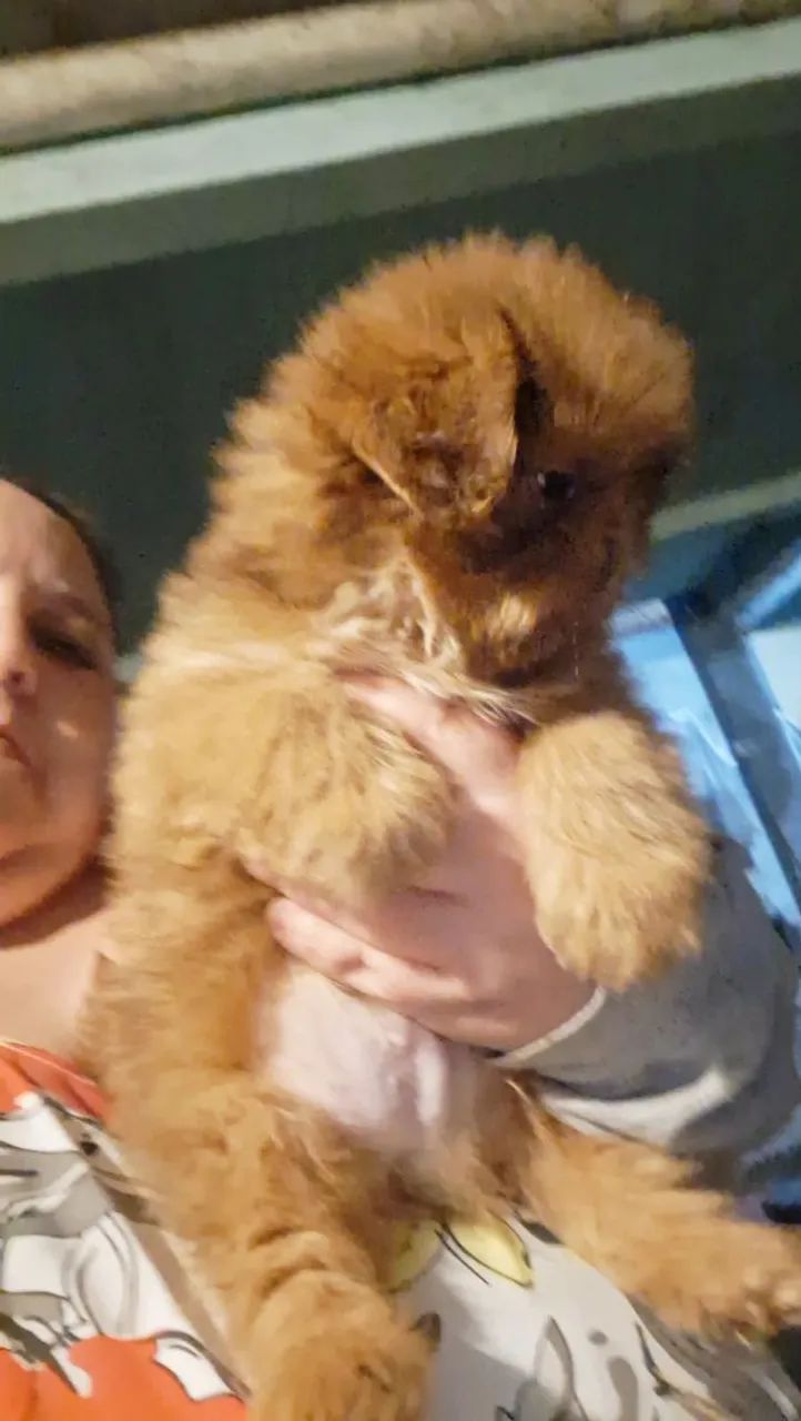 Filhotes de Shih Tzu  - Foto 3