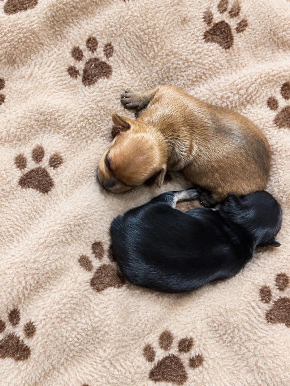 Pinscher 0 - Foto 2