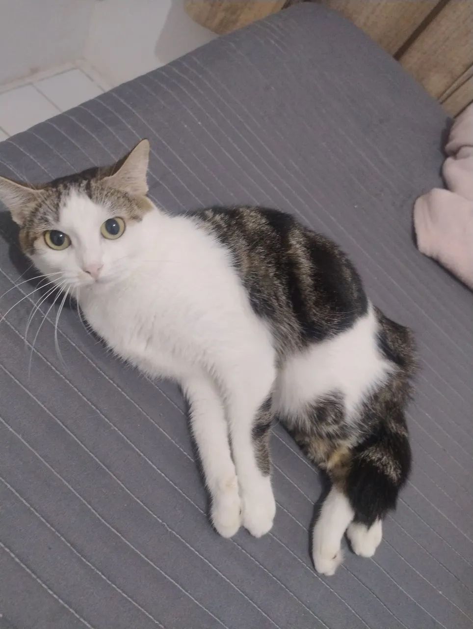 Gato doação  - Foto 3