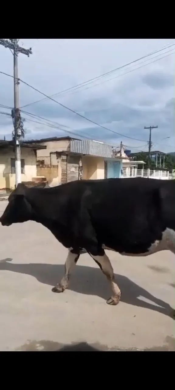 Vendo vaca girolanda prenha - Foto 4