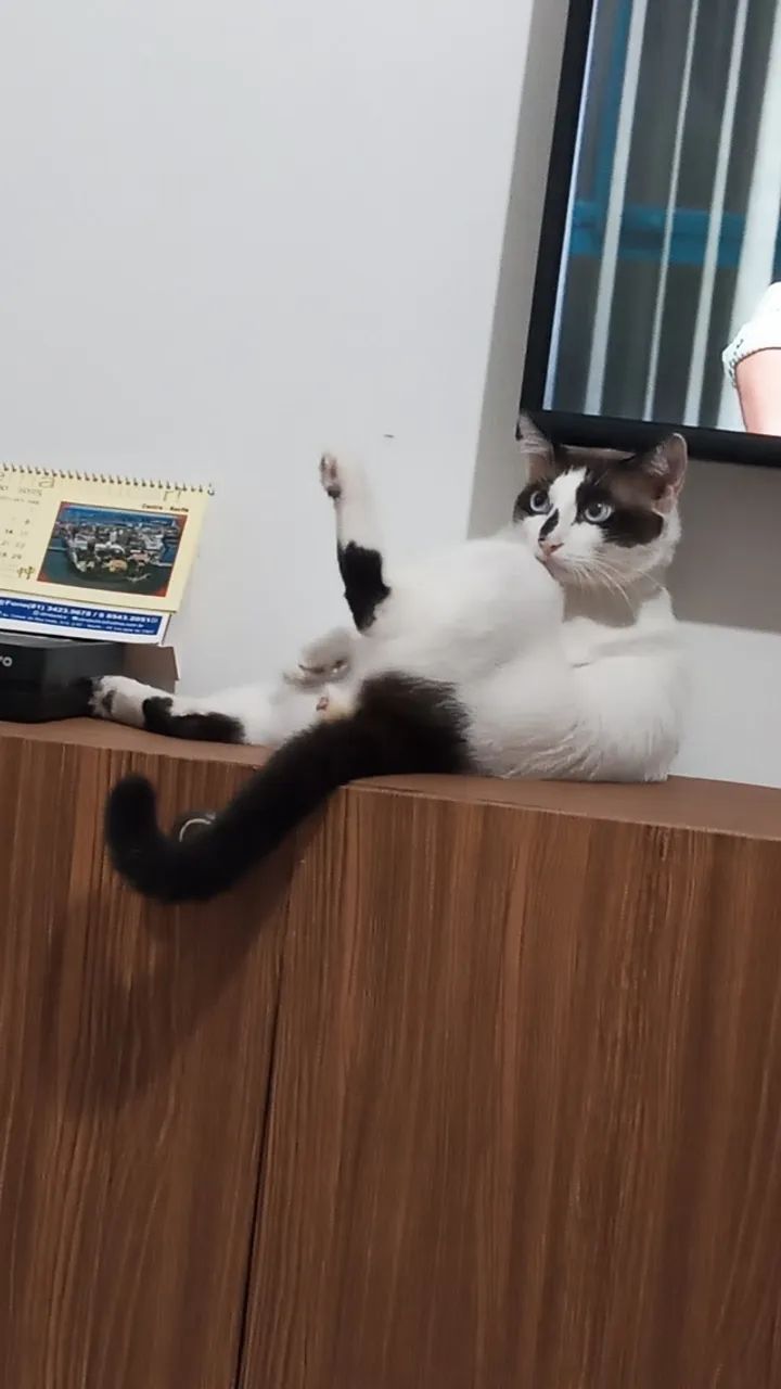 DOAÇÃo de GATO - Foto 3