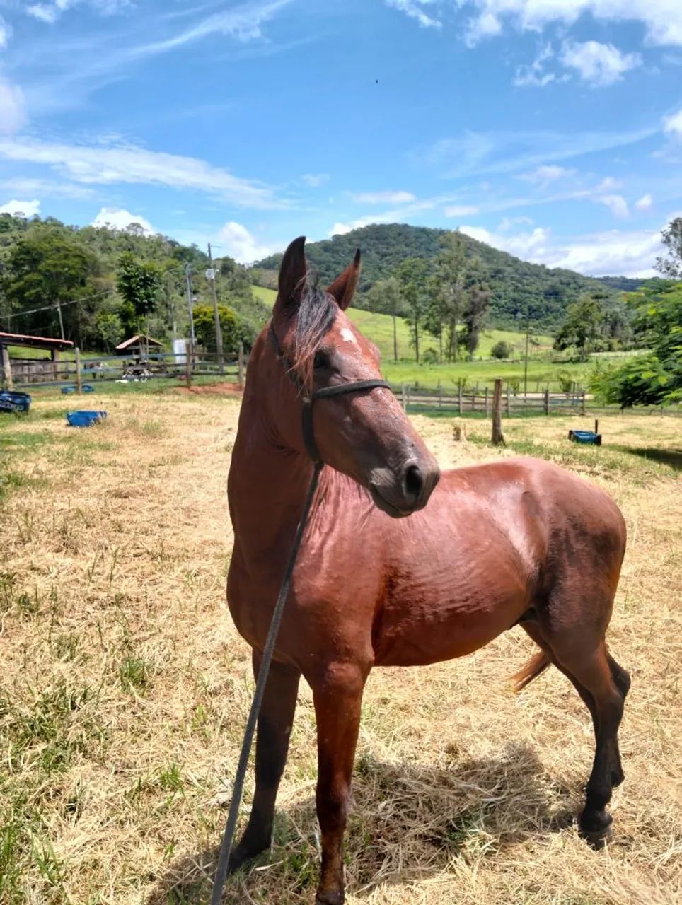 Vendo potro  - Foto 4