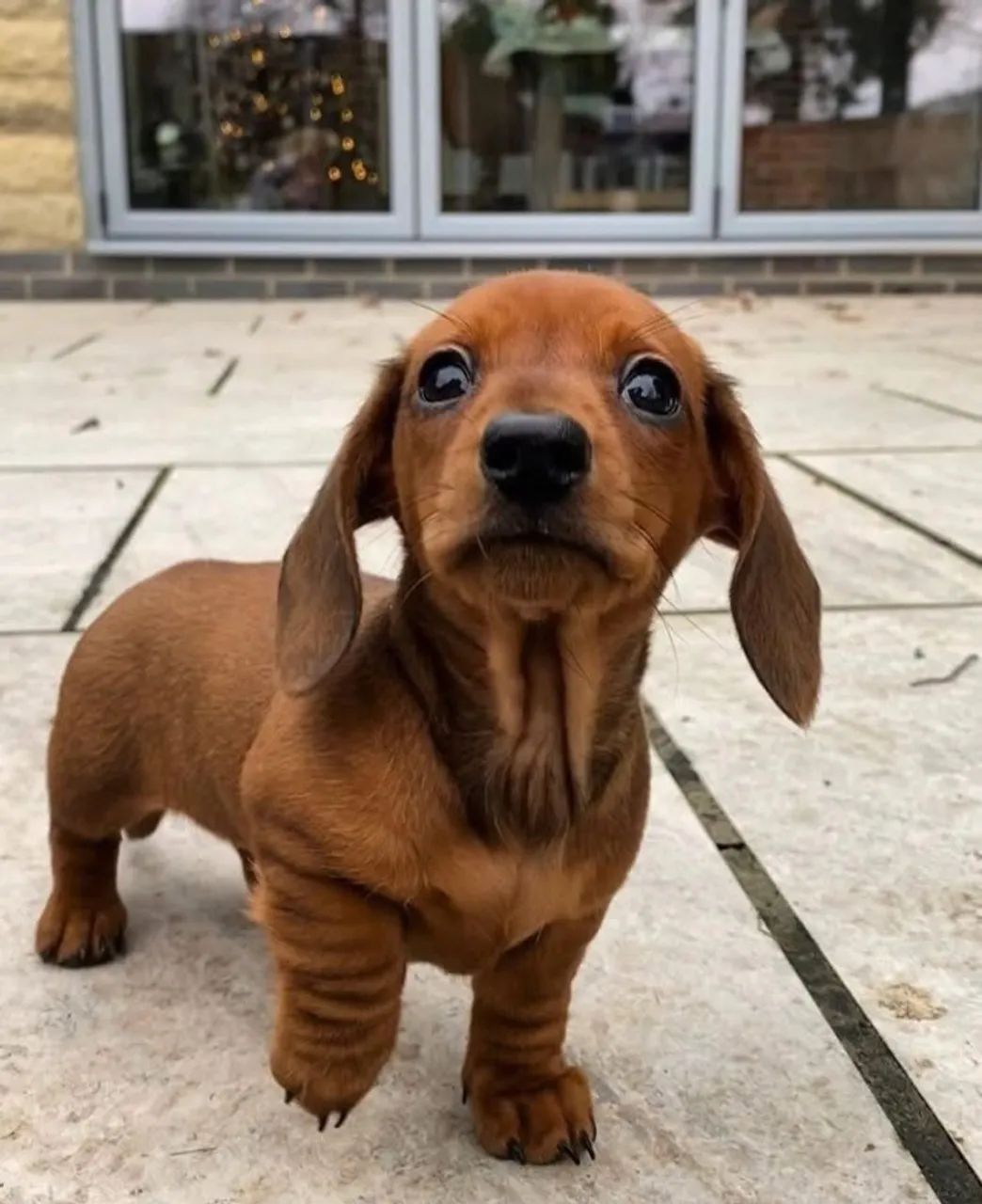 Dachshund que rouba corações facilmente