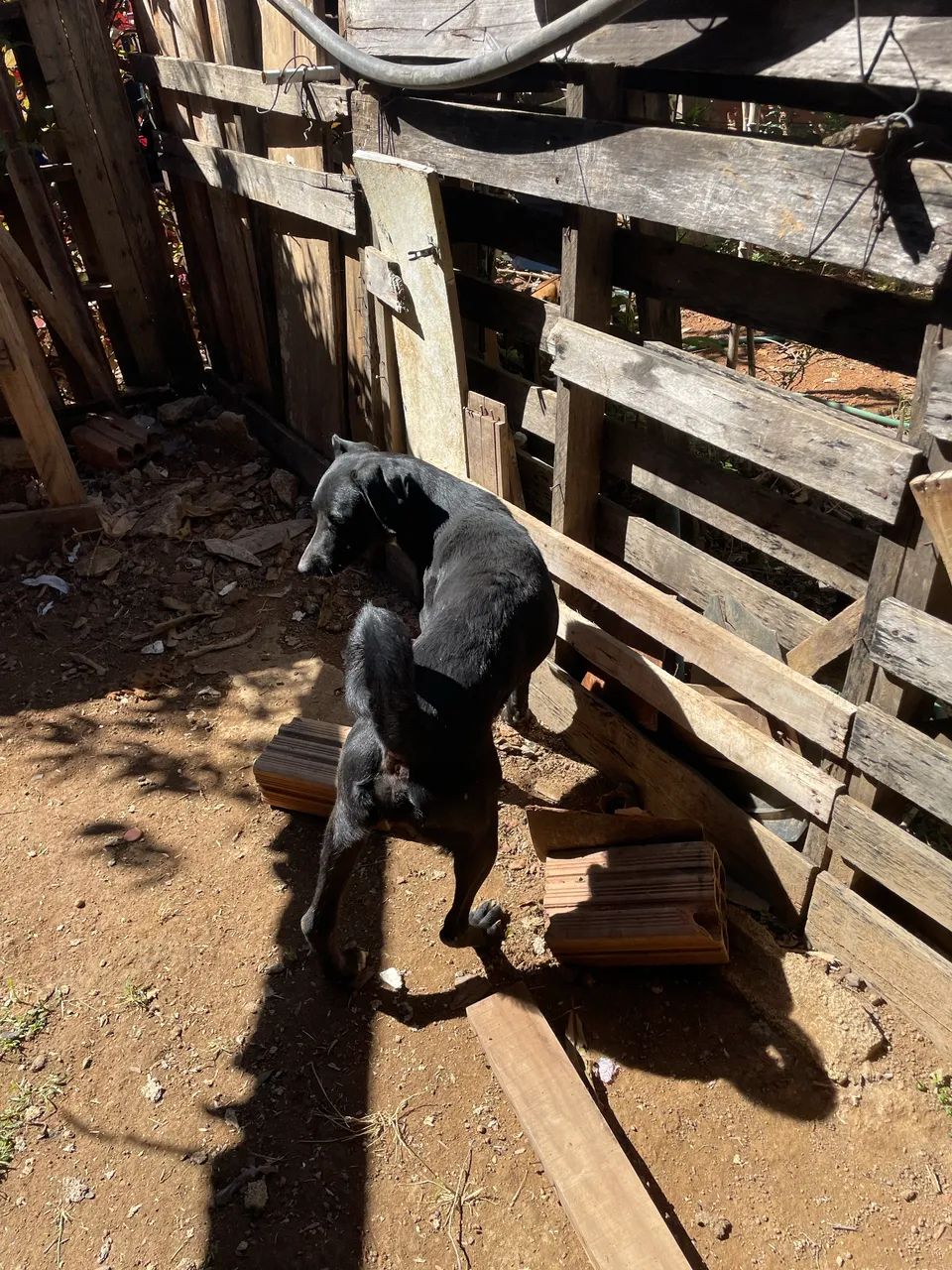 Cachorro doce,carinho