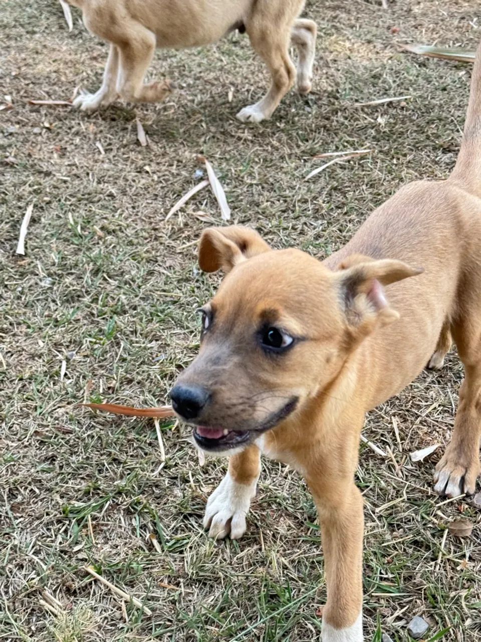 Animais  - Foto 2