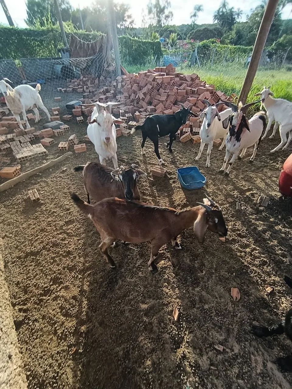 Cabrito  - Foto 3