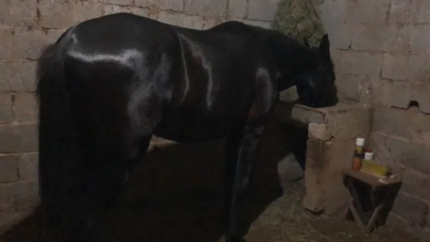 Cavalo mangalarga  - Foto 4
