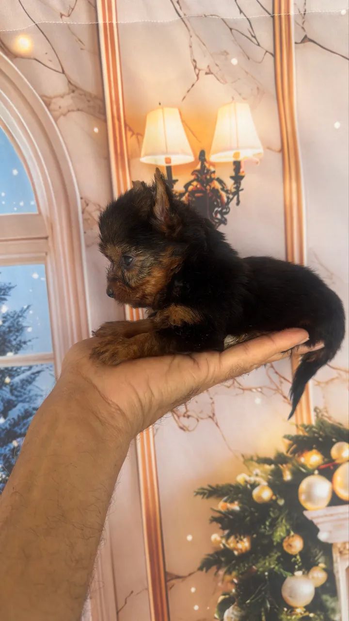 Yorkshire Terrier macho  - Foto 2