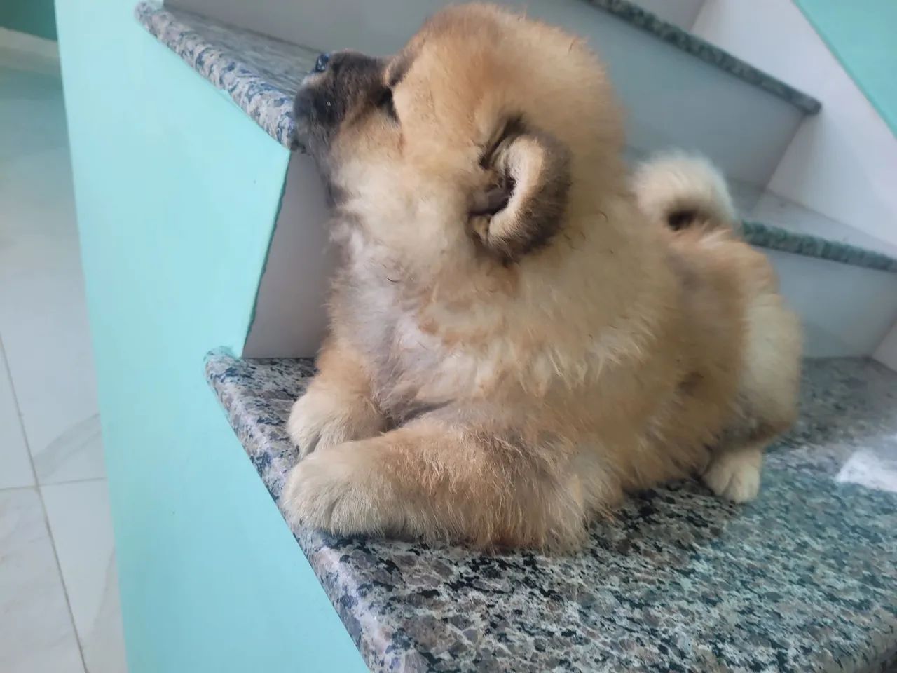 Filhotes de chow chow - Foto 2
