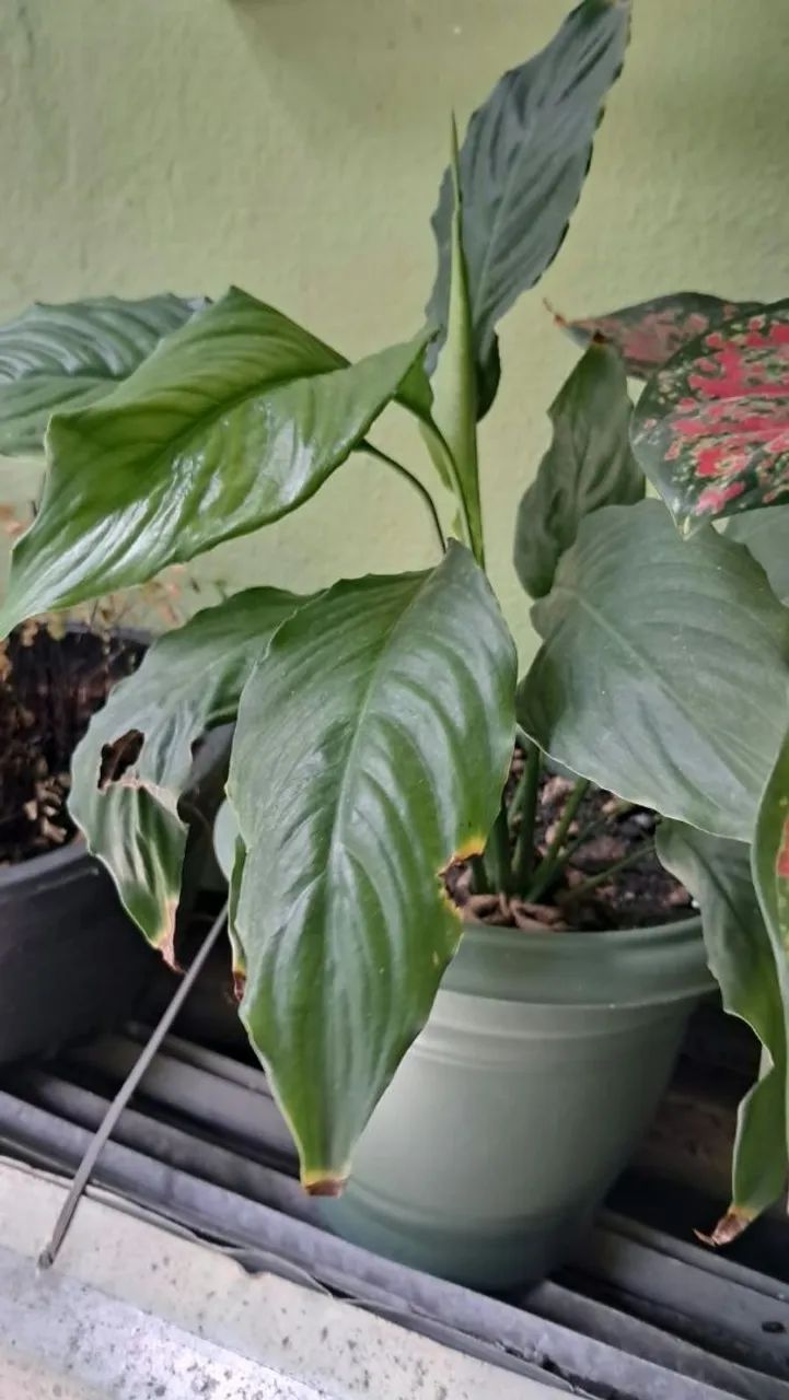 Plantas - Foto 4